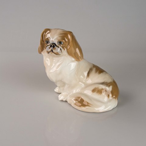 RC hund
1772
Pekingeser