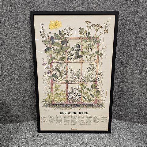 Reklameplakat
Brugsen
Krydderurter