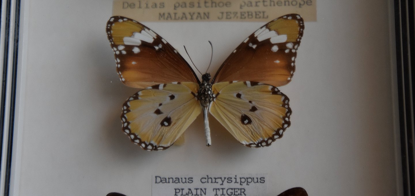 Antik & Porcelæn - ramme 4 sommerfugle